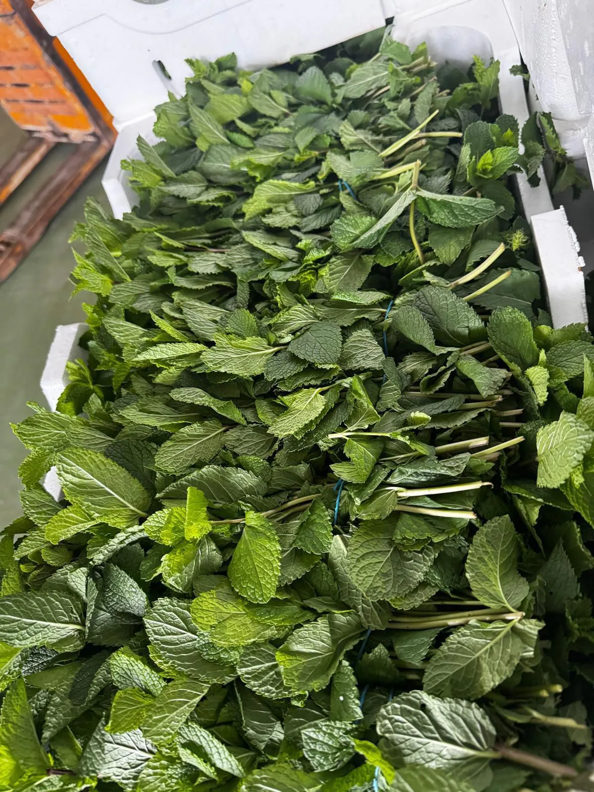 Manojos de menta fresca colocados en caja